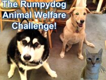Rumpy-blogger-challenge